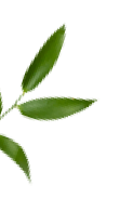 Leaf small