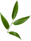 Leaf small